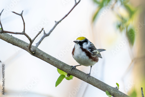 Chestnut-sided warbler on a perch