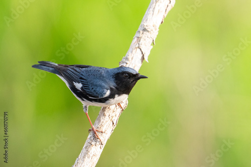 Black-throated blue warbler on a perch photo
