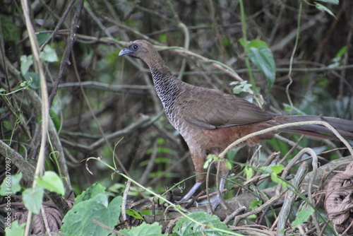 ave - aracuã escamoso - Ortalis squamata