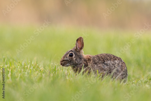 Eastern cottontail at ground level © Griffin