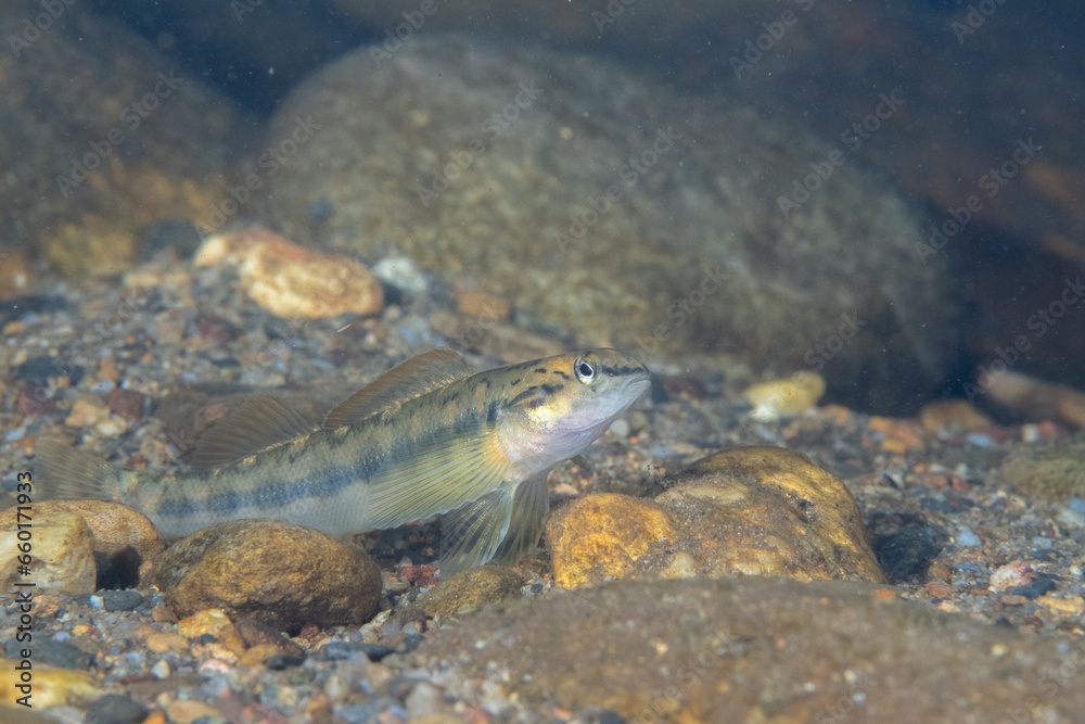 Bronze darter on rocky river bottom Bronze darter on rocky river bottom