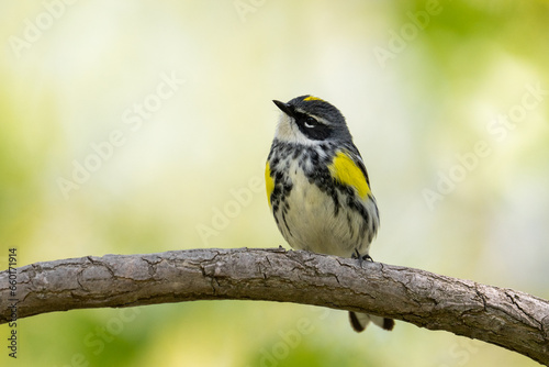 фотографія Yellow-rumped warbler on a perch