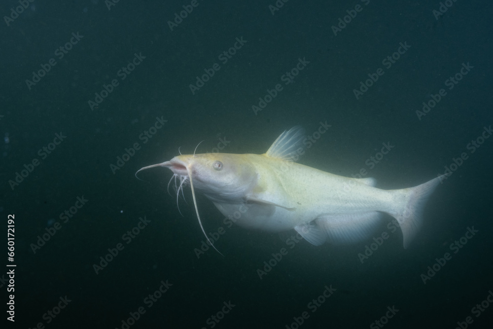 Albino carfish in a lake Albino carfish in a lake