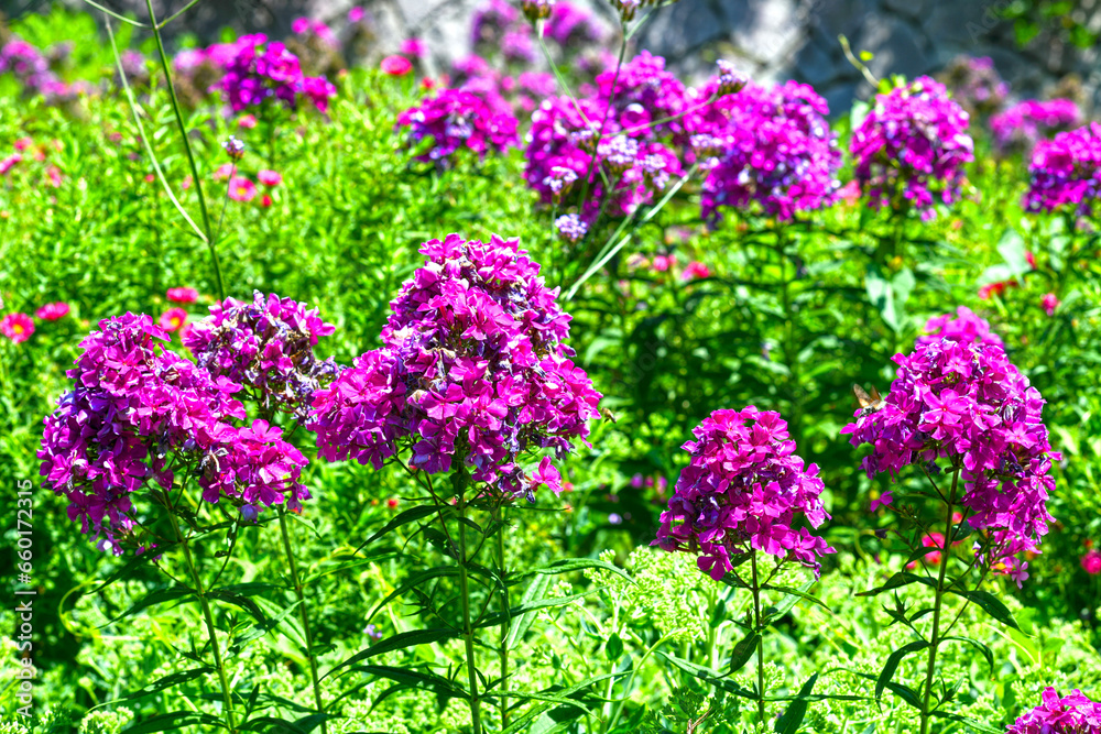 Flammenblumen (Phlox) in den Gärten von Schloss Trauttmansdorff in Meran, Südtirol (Italien) Flammenblumen (Phlox) in den Gärten von Schloss Trauttmansdorff in Meran, Südtirol (Italien)
