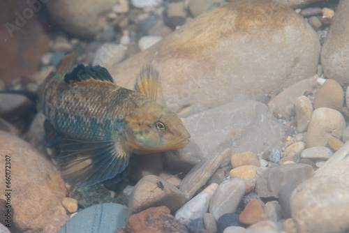 Rainbow darter at bottom of river bed