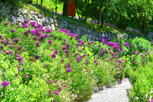 Flammenblumen (Phlox) in den Gärten von Schloss Trauttmansdorff in Meran, Südtirol (Italien)