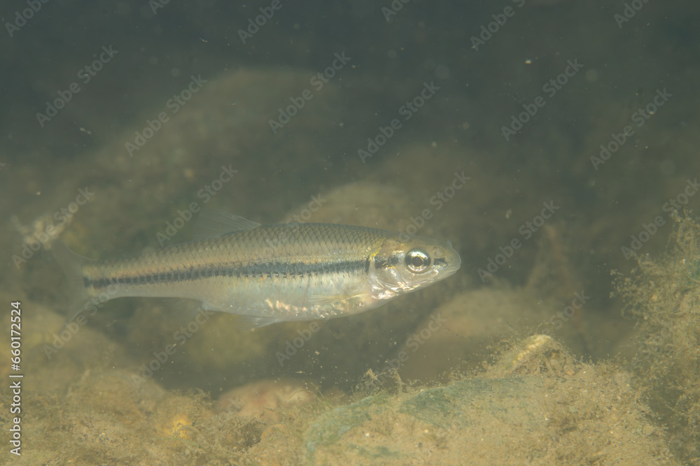 Bluntnose minnow in a river Bluntnose minnow in a river