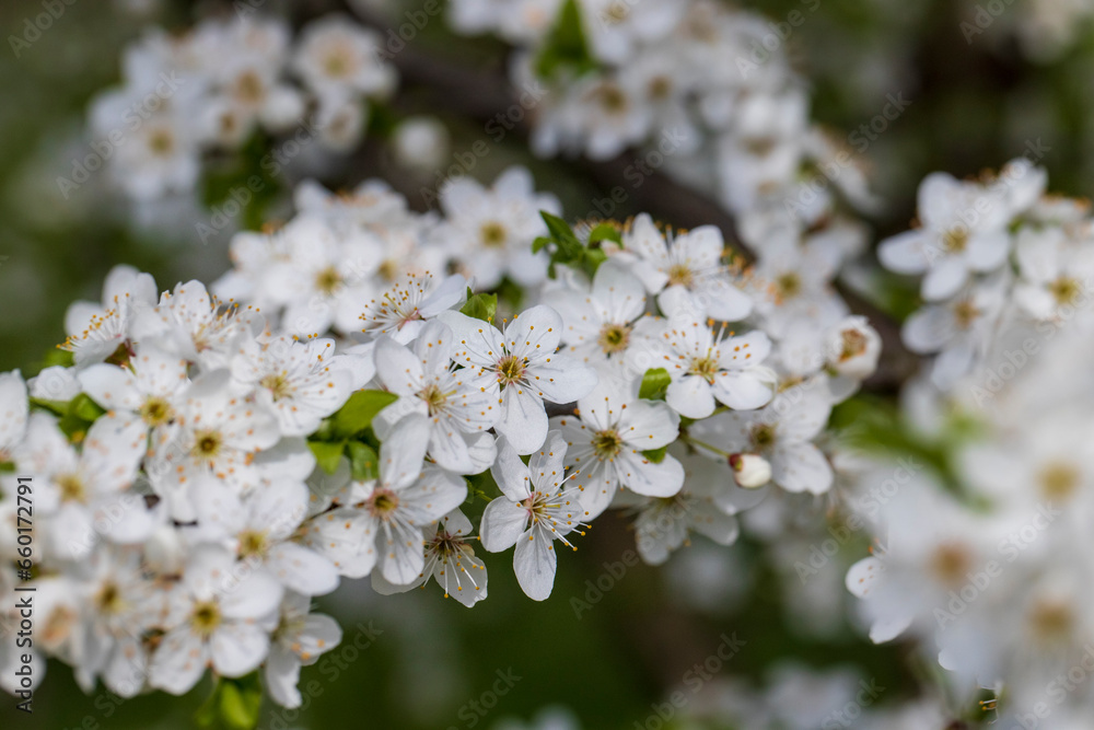 cherry blossoms in the orchard in spring