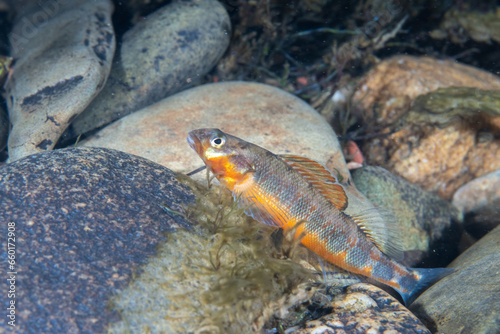 Gilt darter displaying on top of rock in river
