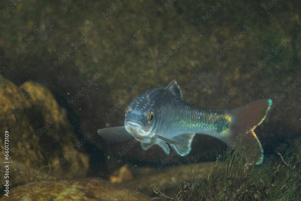 Alabama shiner in a river Alabama shiner in a river