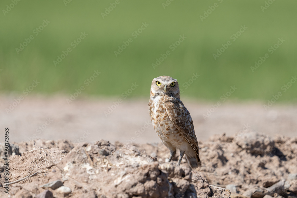 Burrowing owl at a mound over a field Burrowing owl at a mound over a field