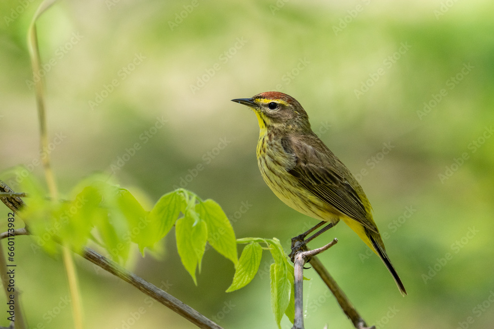 Palm warbler on a perch in the forest Palm warbler on a perch in the forest
