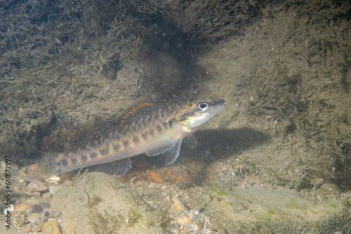 Slenderhead darter displaying at bottom of a river