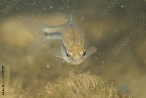 Tableau sur toile Sand shiner front view in a river