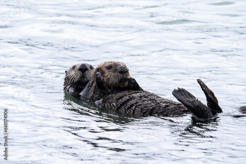 Sea otters together in the ocean