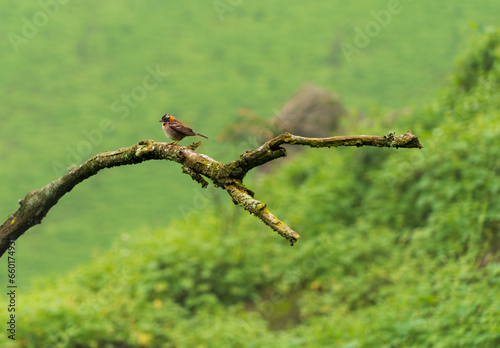 Aves en la reserva de LACHAY Peru