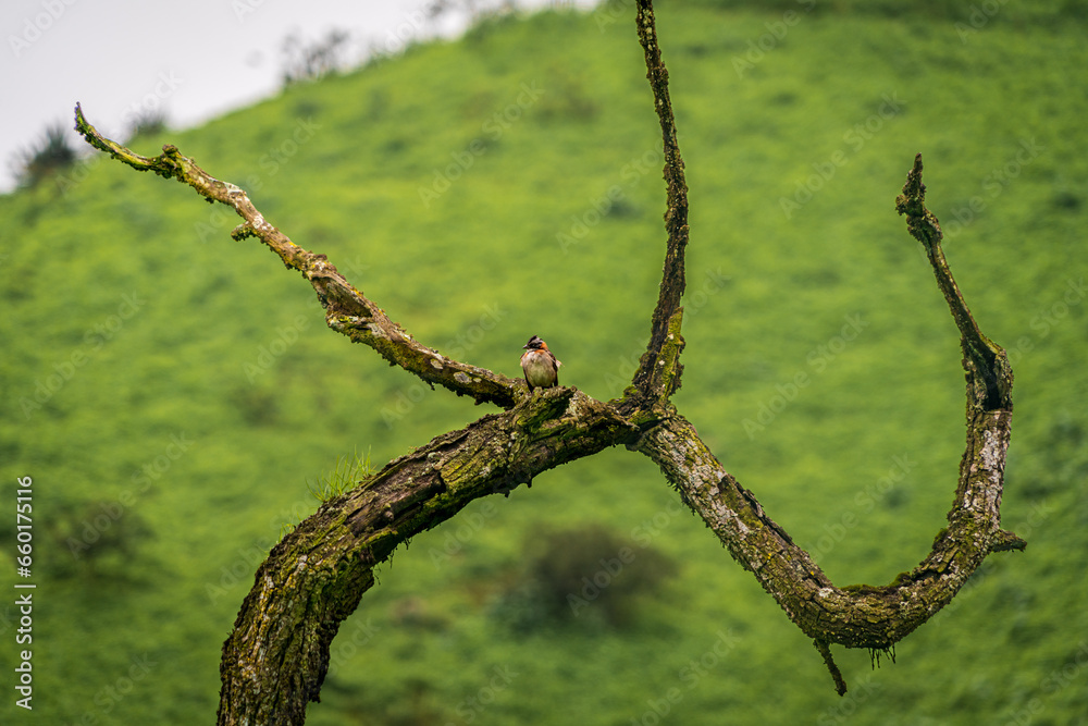 Aves en la reserva de LACHAY Peru Aves en la reserva de LACHAY Peru
