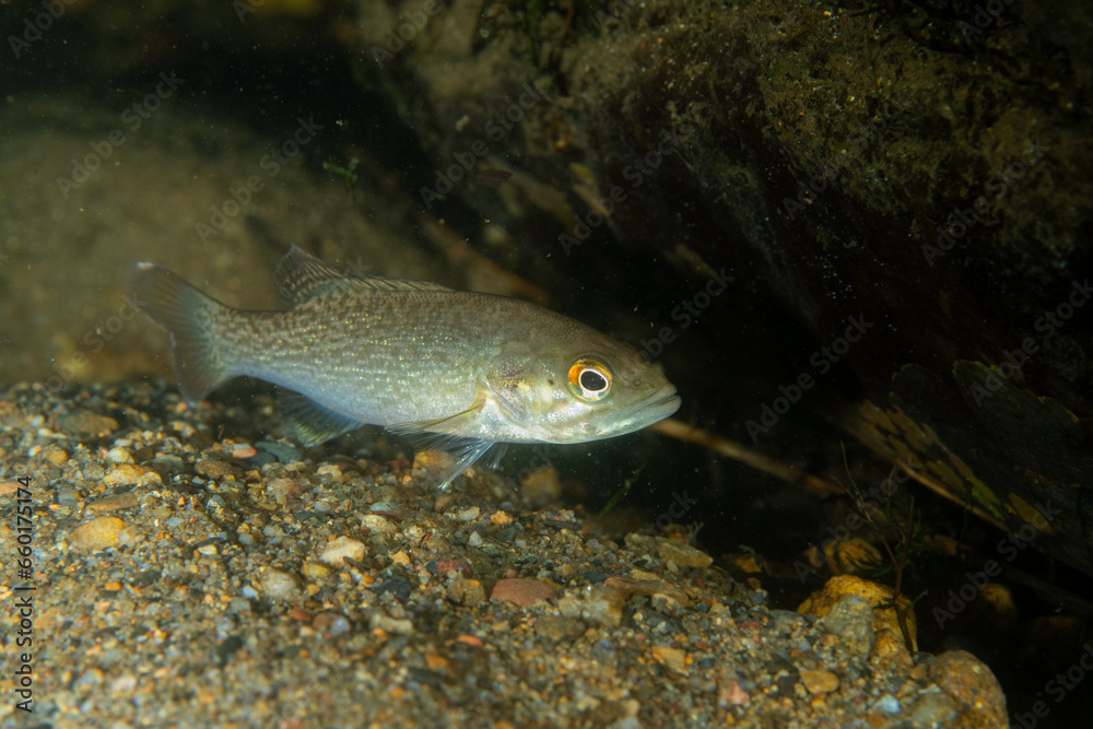 Fototapeta premium Redeye bass swimming in a river