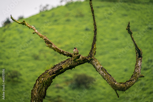 Aves en la reserva de LACHAY Peru