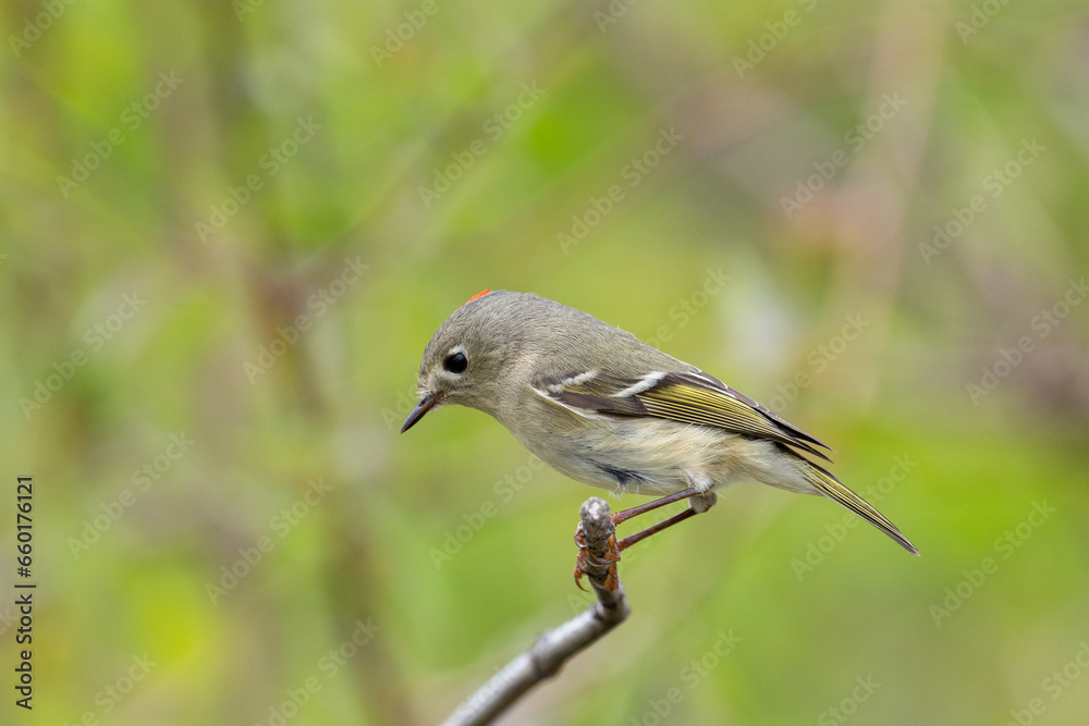 Fototapeta premium Ruby-crowned kinglet on a perch