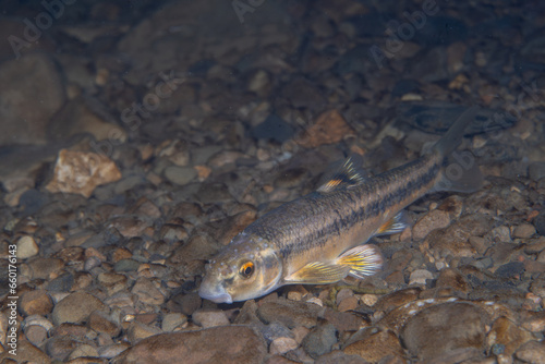 Central stoneroller minnow at bottom of a creek