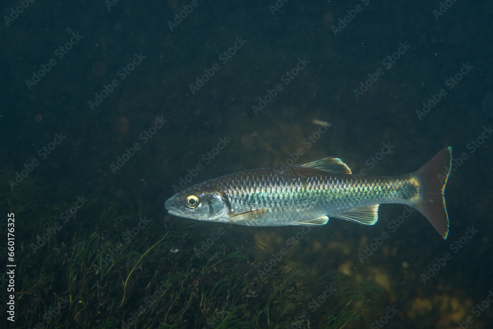 Alabama shiner in a river Alabama shiner in a river