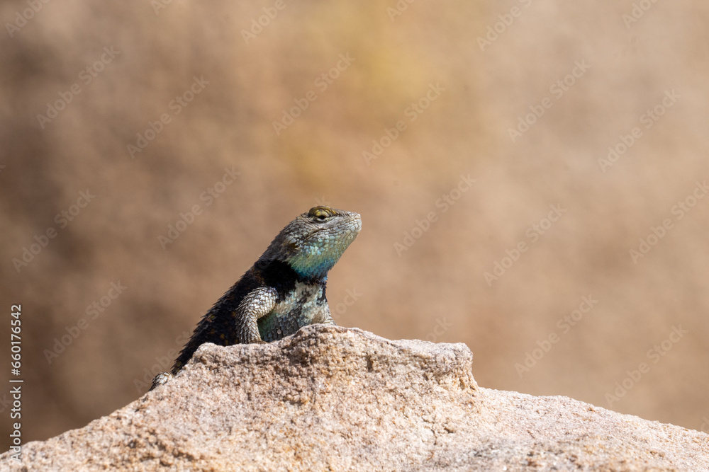 Yellow-backed spiny lizard in the desert Yellow-backed spiny lizard in the desert