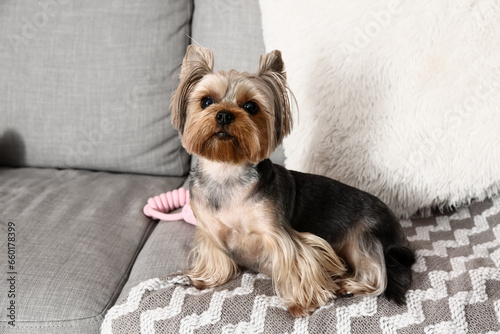 Cute small Yorkshire terrier dog sitting on sofa in living room © Pixel-Shot