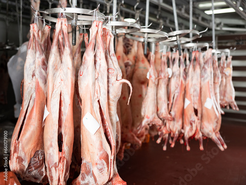 Processed pig carcasses hanging from hooks in storage area of slaughterhouse photo