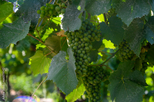 Upripe green grapes on champagne vineyards in Cote des Bar, south of Champange, France photo