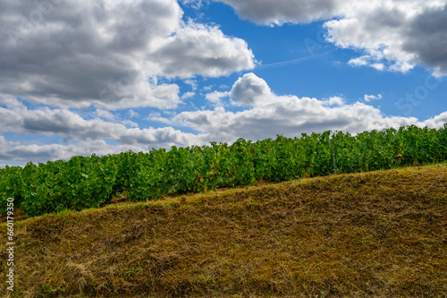 Upripe green grapes on champagne vineyards in Cote des Bar  south of Champange  France