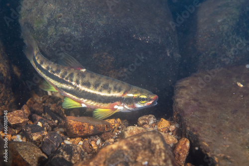 Mountain redbelly dace in a rocky river