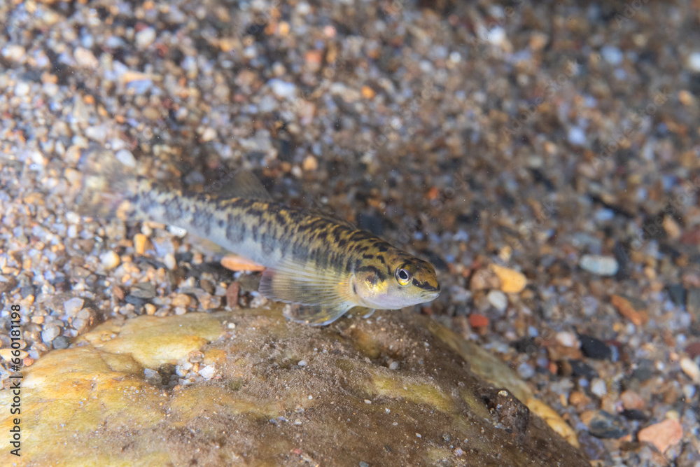 Bronze darter over gravel in river Bronze darter over gravel in river