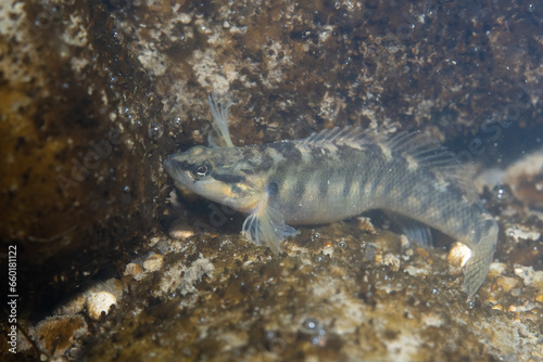 Fantail darter displaying in a river bed