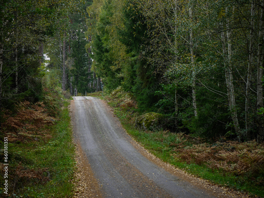 Fototapeta premium Empty road amidst trees in forest during autumn