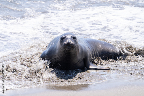 Elephant seal coming onto beach