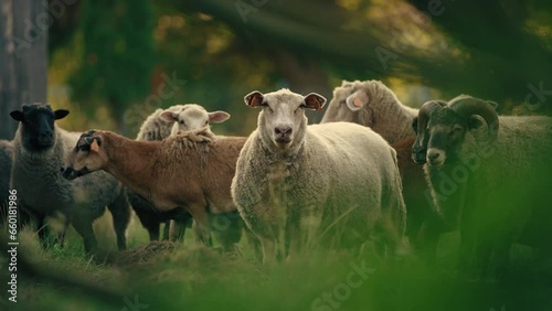 sheeps and goats gazing in the nature, natural breed. High quality 4k footage