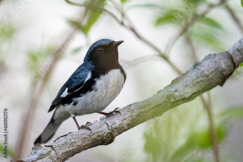 Black-throated blue warbler on a perch
