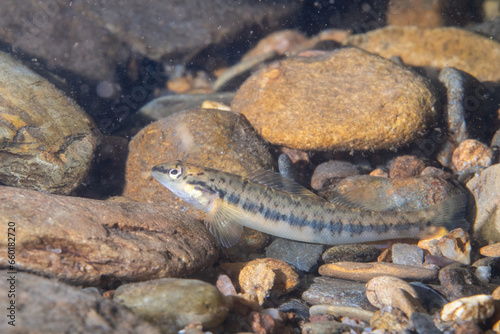 Bronze darter in bottom of river