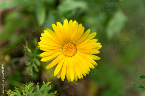 Beautiful yellow Calendula officinalis flower on a sunny day in the garden. The background is soft and green  offering copy space. Close up shot  natural background concept