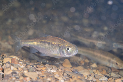 Striped shiner in a river