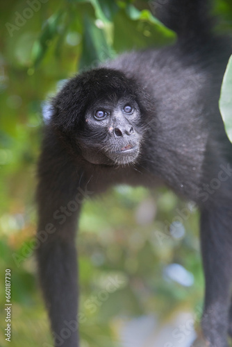 The black-headed spider monkey (Ateles fusciceps) is a type of New World monkey, from Central and South America. It is found in Colombia, Ecuador, and Panama
