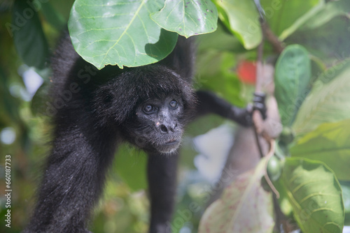 The black-headed spider monkey (Ateles fusciceps) is a type of New World monkey, from Central and South America. It is found in Colombia, Ecuador, and Panama

