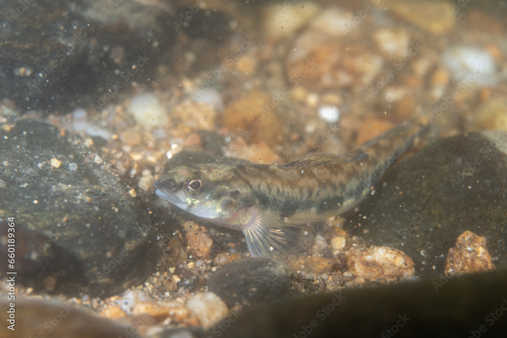 Chainback darter at bottom of river Chainback darter at bottom of river