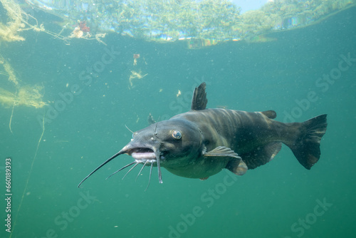 Channel catfish in a lake photo