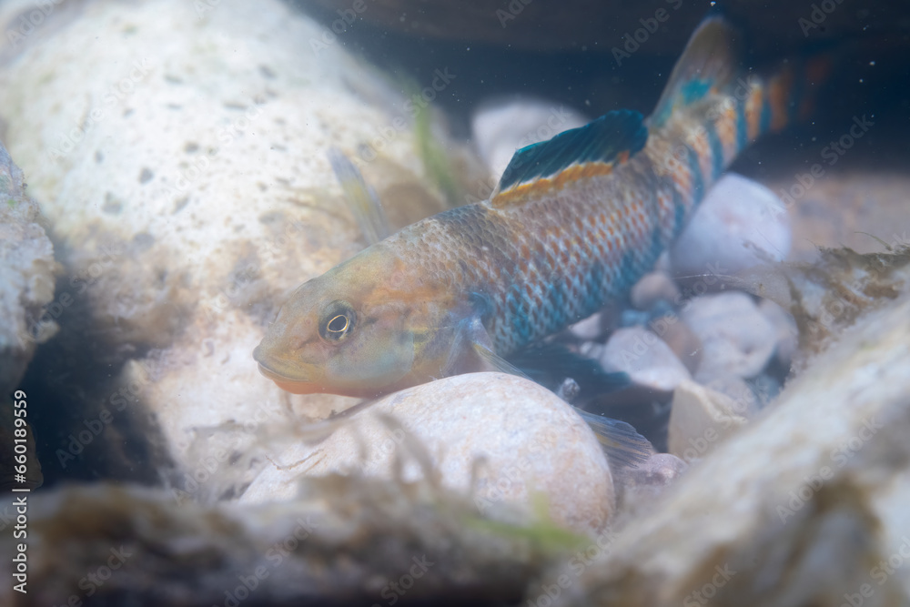 Rainbow darter displaying at bottom of a river Rainbow darter displaying at bottom of a river