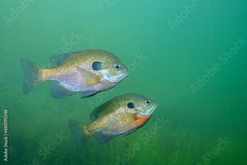 Two bluegill in a lake