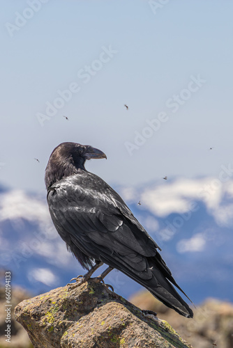 crow on a rock © robert