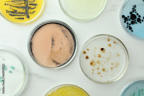 Petri dishes with different bacteria colonies on white marble table, flat lay