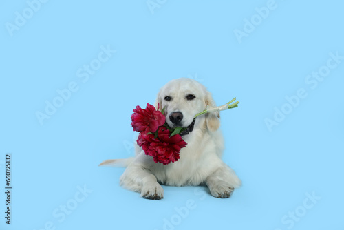 Cute Labrador Retriever with beautiful peony flowers on light blue background